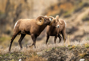 Big Horn Sheep -The RUT is On