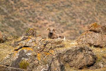 Big Horn Sheep -The RUT is On