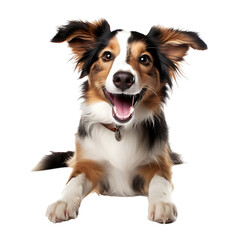 Close-up portrait of a happy border collie dog isolated on transparent background cutout, PNG file.