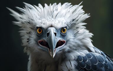 Fototapeta premium AHarpy Eagle bird HD Photo