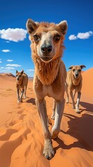 dog in the desert