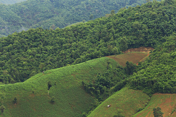 Growing corn on the mountain Deforestation, PM 2.5 problem in Nan Province, Thailand 
