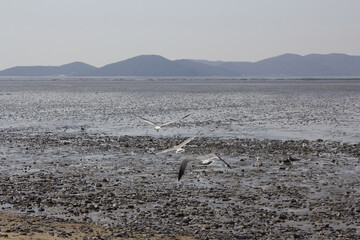 Seagulls gathering on the sea