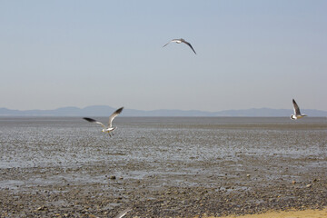 Seagulls gathering on the sea