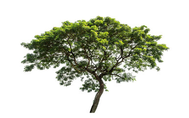 Green tree isolated on transparent background with clipping path  and alpha channel.