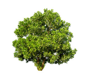 Obraz premium Shrubs isolated on transparent background with clipping path and alpha channel
