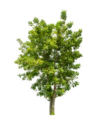 Tree isolated on transparent background with clipping path  and alpha channel.