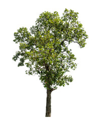 Tree isolated on transparent background with clipping path  and alpha channel.