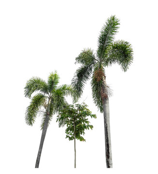 Green palm tree isolated on transparent background with clipping path and alpha.