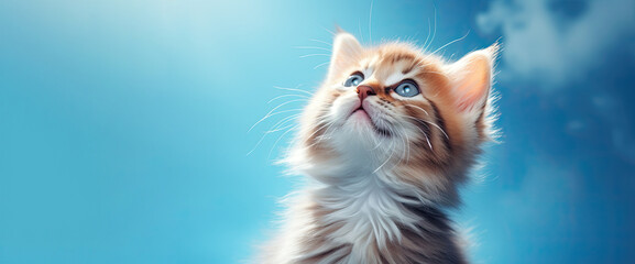 Adorable cat looking up with warm light background - obrazy, fototapety, plakaty