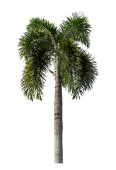 Green palm tree isolated on transparent background with clipping path and alpha channel..
