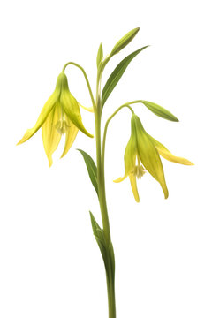 Merrybell or Bellwort flower on a transparent background