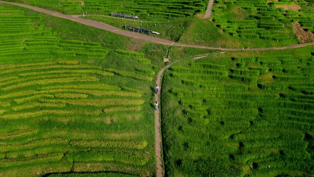 ドローンで空撮した日本農業遺産（石川県白米千枚田）