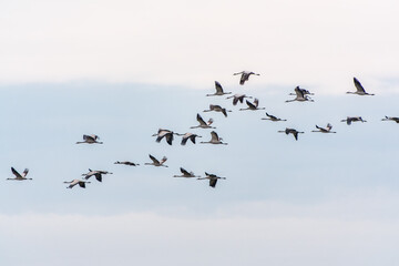 Flying cranes flock against blue sky