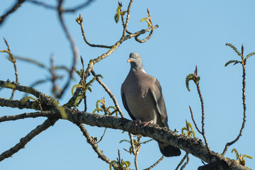 wood pigeon perched on a tree branch Columba palumbus