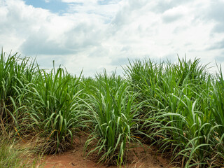 Sugarcane fields, blue sky and clear sky days in Thailand.