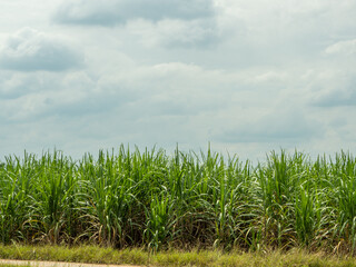 Fototapeta na wymiar Sugarcane fields, blue sky and clear sky days in Thailand.