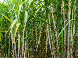 Sugarcane farm with sugarcane growing with sunrise in Thailand.