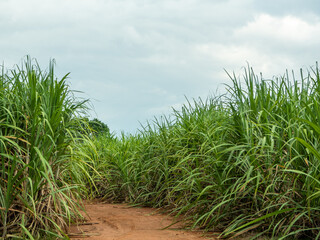 Sugarcane fields, blue sky and clear sky days in Thailand.
