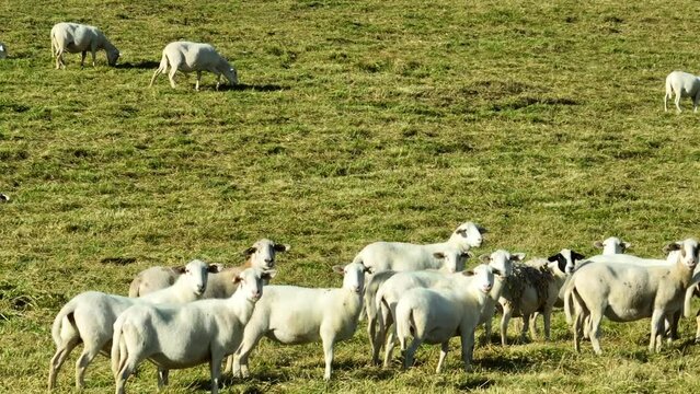 Sheep grazing in grass pasture in rural USA. Aerial establishing shot of livestock.