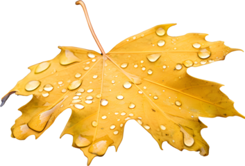 fallen leaves on a rainy day