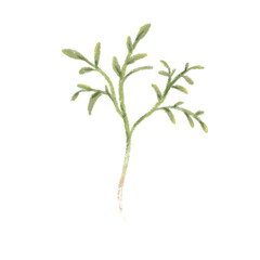 Cartoon illustration of a plant sprout with its root side view