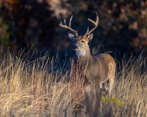 White-tailed Deer