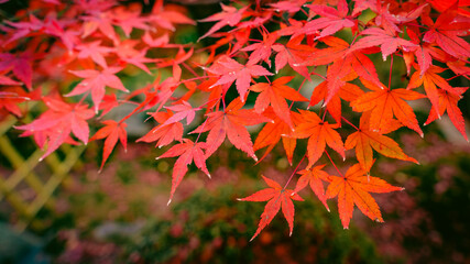 Beautiful view of red maple leaves in autumn, Nature or outdoor, High resolution over 50MP	