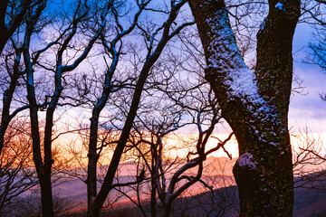 The snow-covered branches of an oak against a mountainous backdrop at sunset in an old growth forest near Blowing Rock, North Carolina