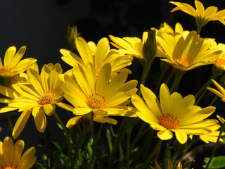 太陽の子供たち