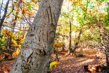 A giant magnolia shows evidence of bear in an old growth forest near Blowing Rock, North Carolina
