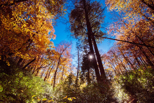 Eastern hemlock in an old growth forest near Blowing Rock, North Carolina