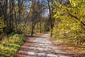 Fototapeta premium Concrete road going through a picturesque autumn forest, a trip to nature