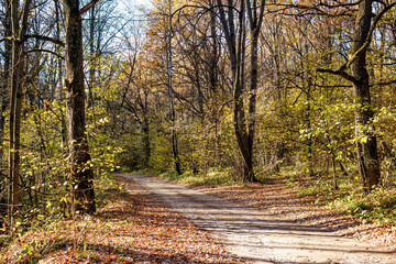 Concrete road going through a picturesque autumn forest, a trip to nature