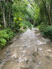 Obraz premium Stream in the forest