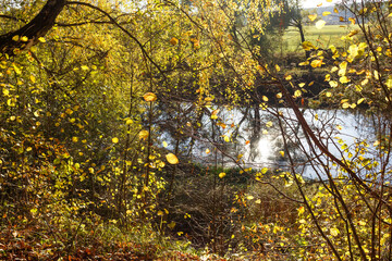 Golden autumn landscape with yellowed leaves on the branches