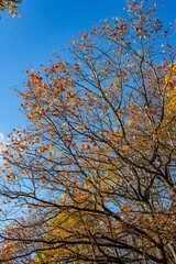 Yellowed rare autumn oak leaves on the branches against the blue sky, golden autumn in the park