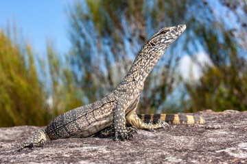 Australian Heath or Rosenberg's Monitor Lizard basking outside it's sandstone rock crevice