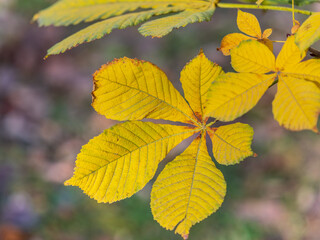 Yellow Horse chestnut leaves in autumn