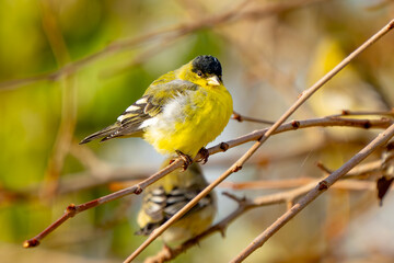 Lesser Goldfinch Rests in Fall Sunlight