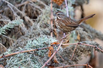 Song Sparrow Perched in Sagebrush