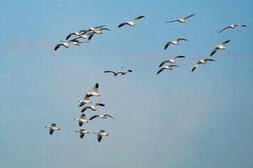 Snow Geese Circling in Preparation for Landing