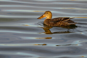 Female Northern Shoveler in Beautiful Morning Light