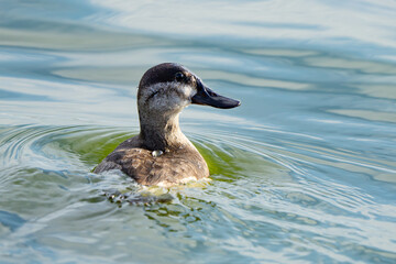 Female Ruddy Duck Swims Purposefully