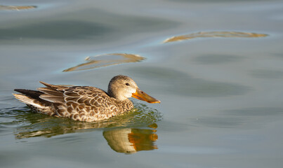 Female Northern Shoveler in Beautiful Morning Light