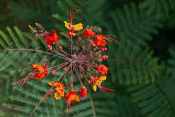 Vivid Red and Yellow Mexican Bird of Paradise Flower Against Fern Background