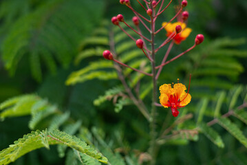 Bright Yellow and Red Poinciana Flower with Lush Fern-like Foliage