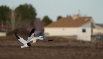 Snow Geese Circling in Preparation for Landing