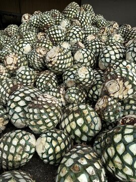 pattern with flowers agave Arandas