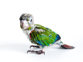 New born of Crimson bellied conure parrot in the white background